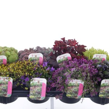 Rockery plants MIX