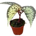 Begonia 'Lucifer'
