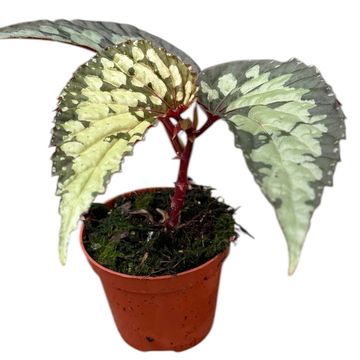 Begonia 'Lucifer'