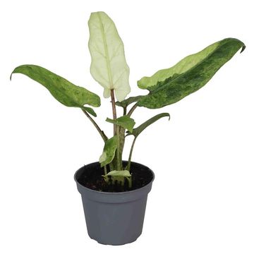 Alocasia lauterbachiana 'Variegata'