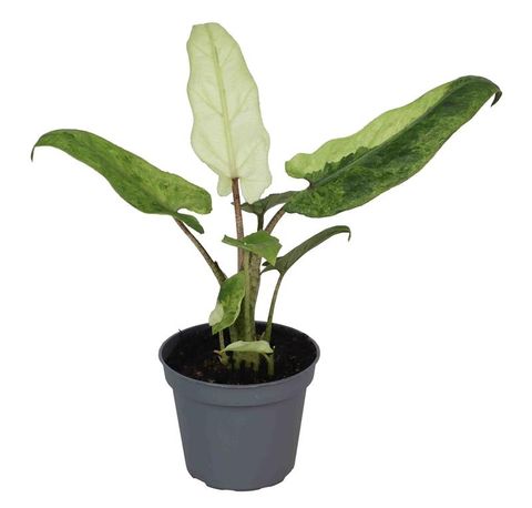 Alocasia lauterbachiana 'Variegata'