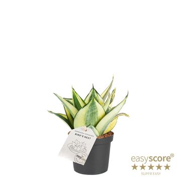 Sansevieria trifasciata 'Golden Hahnii'