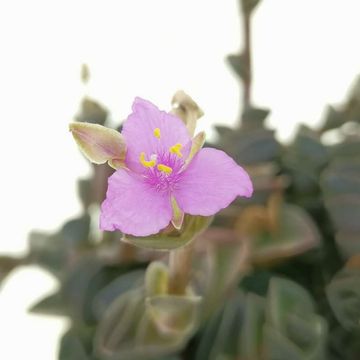 Callisia navicularis