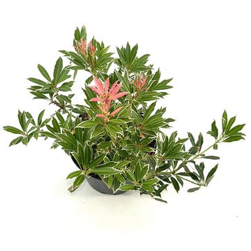 Pieris 'Flaming Silver'