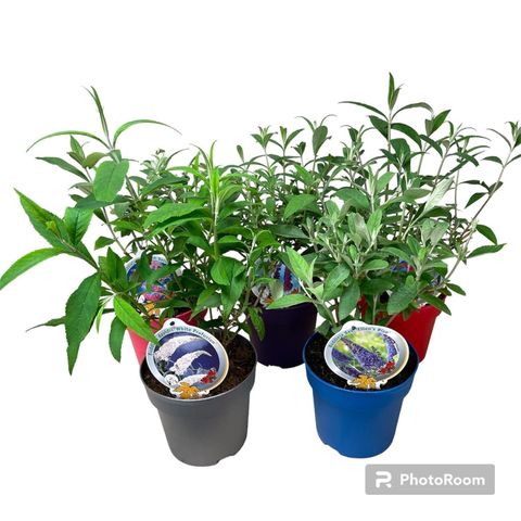 Buddleja davidii MIX