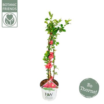 Chaenomeles speciosa 'Pink Storm'