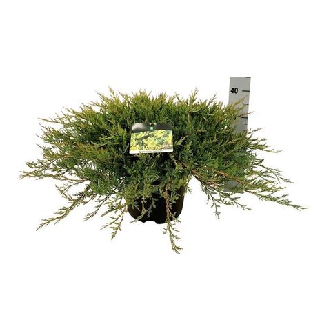 Juniperus horizontalis 'Agnieszka'