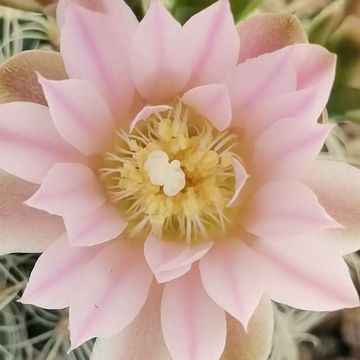 Gymnocalycium bruchii
