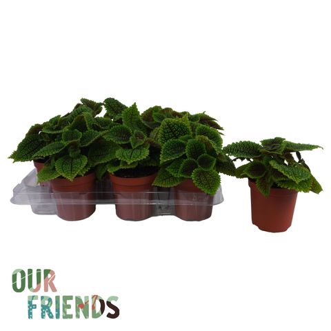 Pilea mollis 'Moon Valley'