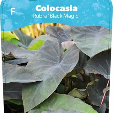 Colocasia 'Black Magic'
