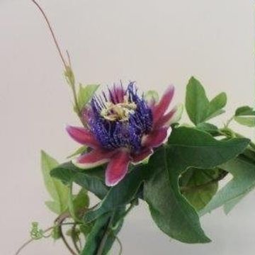 Passiflora 'Marijke'