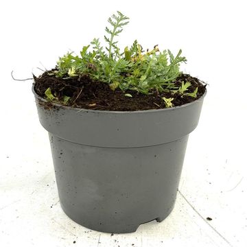 Achillea 'Moonshine'