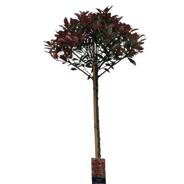 Photinia x fraseri CARRÉ ROUGE
