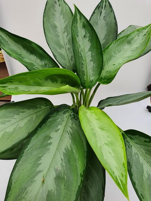 Aglaonema 'Silverado'