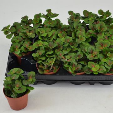 Fittonia verschaffeltii 'Fortissimo'