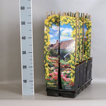 Rosa OLD ENGLISH GARDEN BEAUTIES MIX