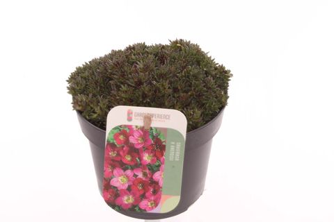 Saxifraga TOURAN DEEP RED
