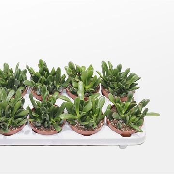 Crassula ovata 'Giant Hobbit'