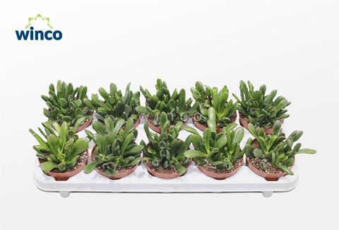 Crassula ovata 'Giant Hobbit'