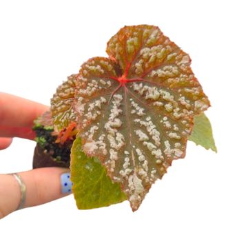 Begonia LUNAR LIGHTS LITTLE MOON