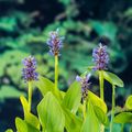 Pontederia cordata
