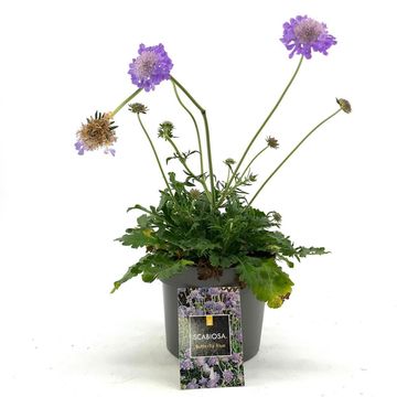 Scabiosa columbaria 'Butterfly Blue'