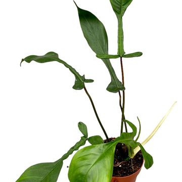 Philodendron 'Joepii'