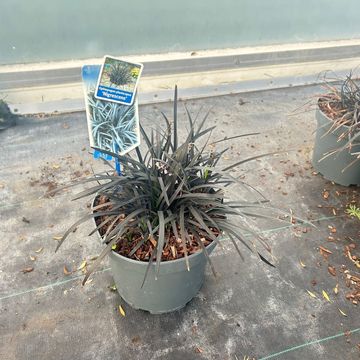 Ophiopogon planiscapus 'Niger'
