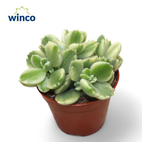 Cotyledon ladismithiensis 'White Panda'