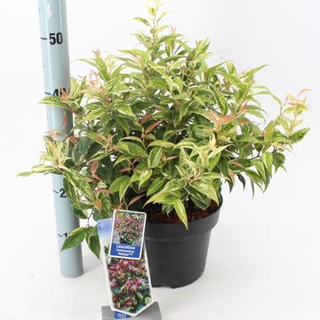 Leucothoe fontanesiana 'Makijaz'