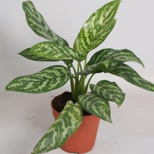 Aglaonema ‘Mary Ann’ — Plant Wholesale FlorAccess