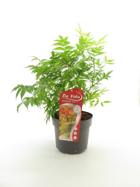 Sorbaria sorbifolia 'Sem' — Plant Wholesale FlorAccess