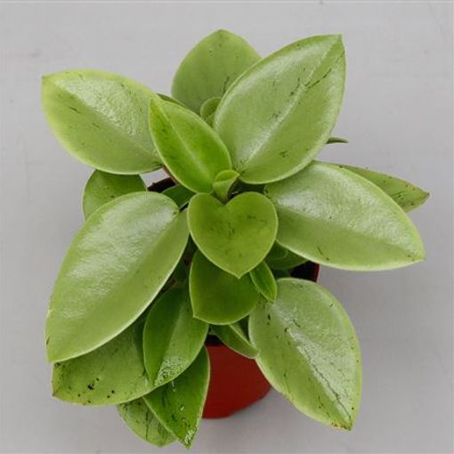 Peperomia 'Pixie Arenal'