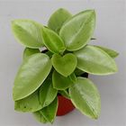 Peperomia 'Pixie Arenal'