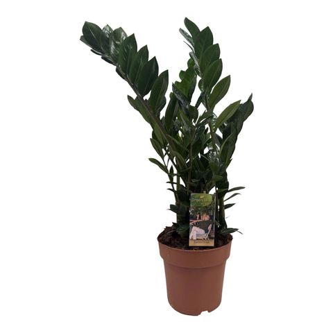 Zamioculcas zamiifolia