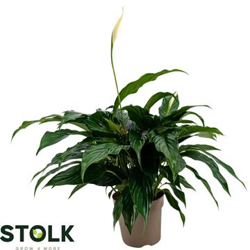 Spathiphyllum 'Queeny'