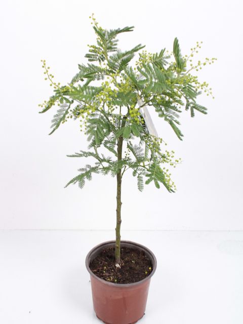 Acacia dealbata