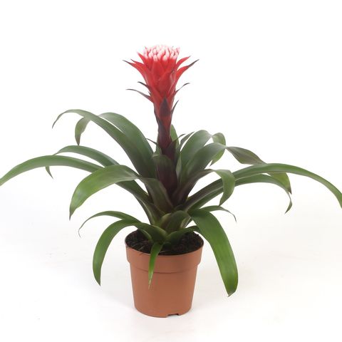 Guzmania HOPE