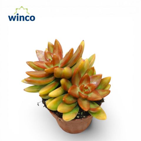 Sedum nussbaumerianum