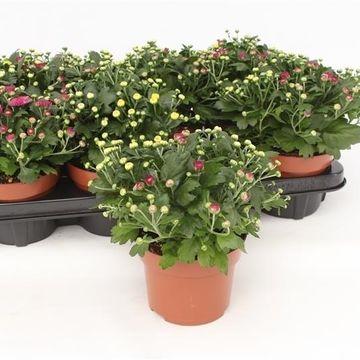 Chrysanthemum ROSANNA CARNEVAL MIX