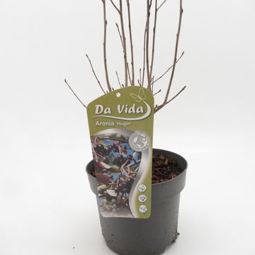 Aronia melanocarpa 'Hugin'