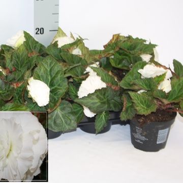 Begonia 'Fortune White'