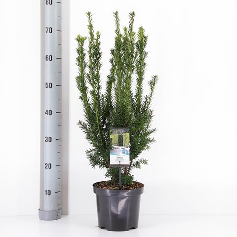 Taxus x media 'Hillii'