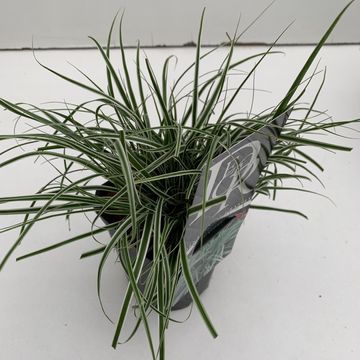 Carex oshimensis EVERCOLOR EVEREST