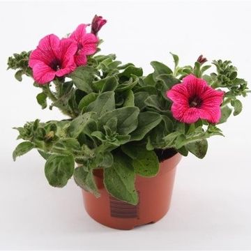 Петунія SURFINIA HOT PINK