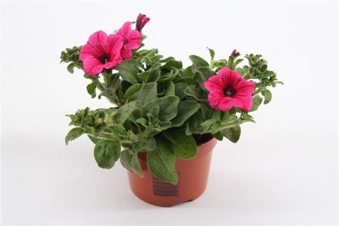 Petunia SURFINIA HOT PINK