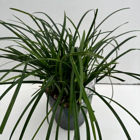 Carex morrowii 'Irish Green'