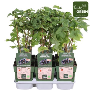 Ribes nigrum LOWBERRY LITTLE BLACK SUGAR