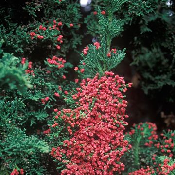 Chamaecyparis lawsoniana 'Little Spire'