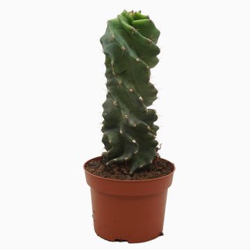 Cereus jamacaru 'Spiralis'